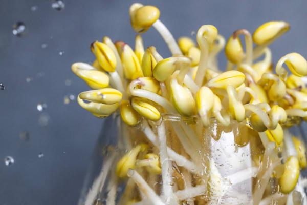 泉水豆芽